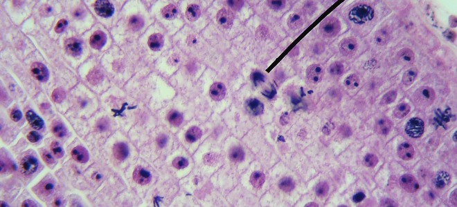 sl-02.jpg